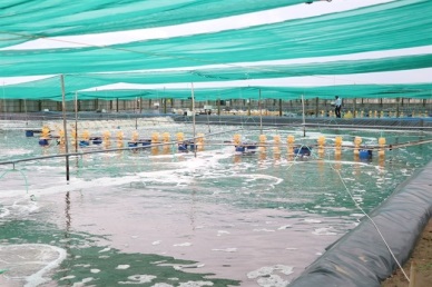 Ben Tre to expand farming of key aquatic species