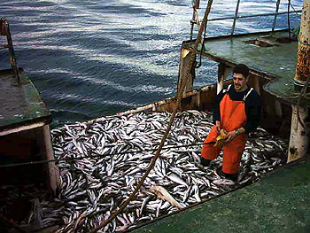 Significant decline in fish landings 