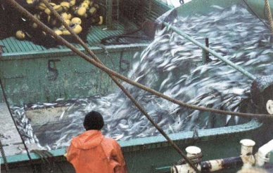 Fish exports grow, seafood ones fall