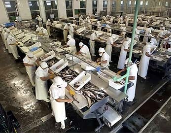 Argentina Upward trend for squid and shrimp exports