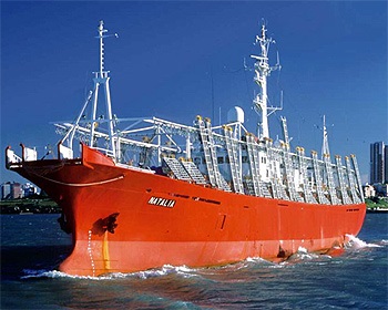 Extraordinary squid export increase in 2013