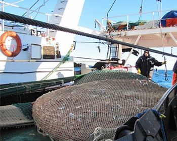 Seafood exports keep positive trend