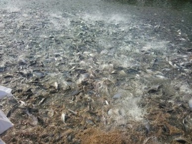 VHC owns the largest ASC-certified pangasius area in Vietnam