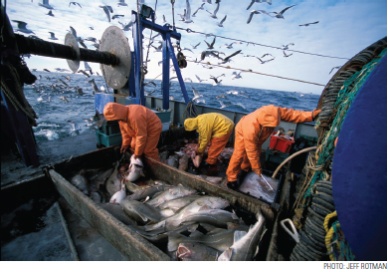 Australian Regulators Set Fishing Quota’s For Tuna Species
