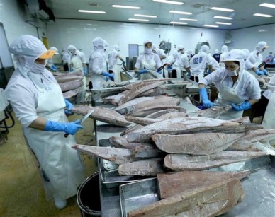 After EVFTA took effect, Vietnamese tuna exports jumped