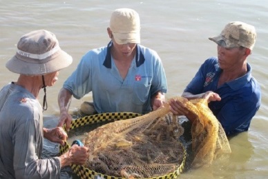 Bac Lieu shrimp harvested area ups