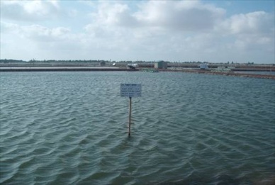 Bac Lieu using code to control shrimp farming 