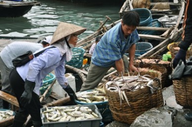Bac Lieu Fish production hit 22,969 MT in April