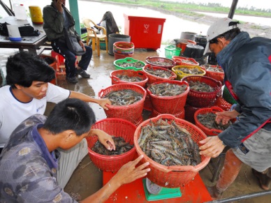 Bac Lieu 144,341 MT of fish production in Jan-June  