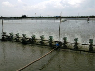 Ca Mau expanding industrial shrimp farming area