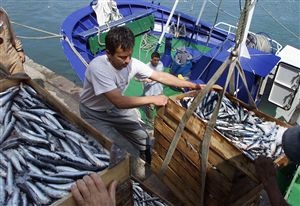 EC proposes higher Baltic Sea herring quota but cuts cod