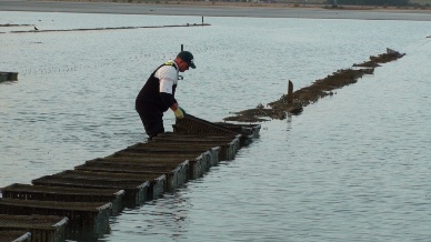 GAA completes multi-species BAP standards for all production types expands certifiable species list