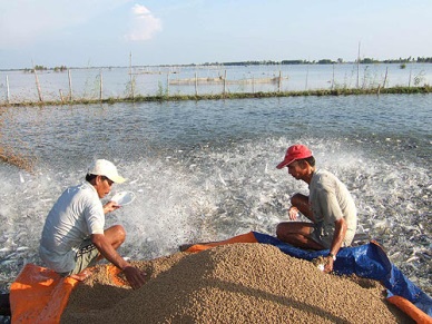 Can Tho aquaculture under EAFI standards