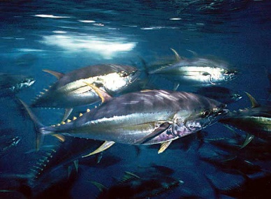 Japan urges 15% cut in Pacific bluefin catch