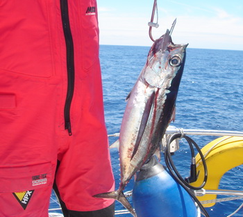 WCPFC Members Blind To The Fate Of Bigeye Says WWF