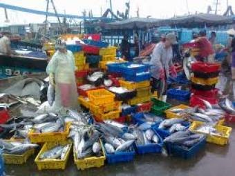 Binh Thuan Rise in wild catch through February