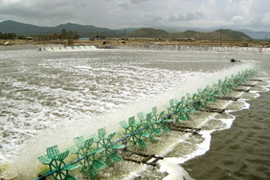 Binh Thuan enjoys a bumper shrimp harvest