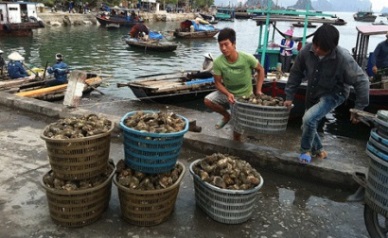 Vietnam to boost bivalve mollusk farming on sea