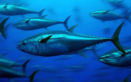 EU Parliament Reduces Bluefin Fleet To 72 Vessels 