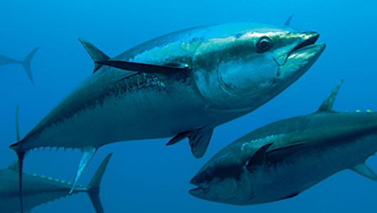 Korea Rejects Japan Demand To Curb Bluefin Catches