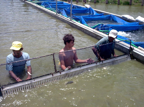 Strong tilapia production growth in Ceará 
