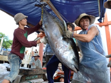 Phu Yen Good catch of ocean tuna
