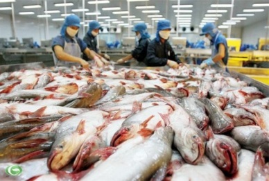 China - promising market of Vietnam pangasius in 2016
