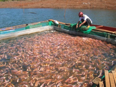 Dong Thap Farming red tilapia under GlobalGap