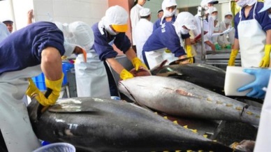 Chile – The potential buyer of Vietnam tuna