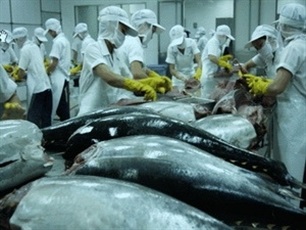 EVFTA and outlook for Vietnams tuna industry
