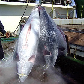 Binh Dinh developing more high-capacity fishing vessels