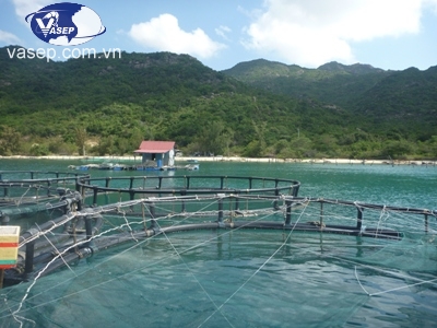 A good prospect for tuna farming in Vietnam 