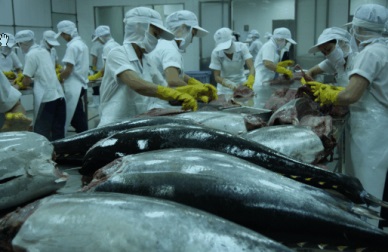 Vietnam tuna exports edged up in Jan 2016  