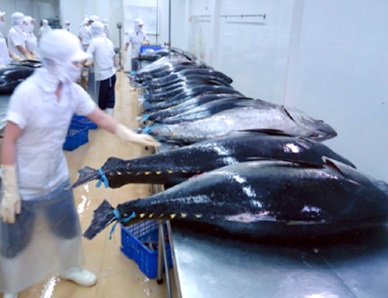 Vietnam imports 5,000 MT of tuna each year