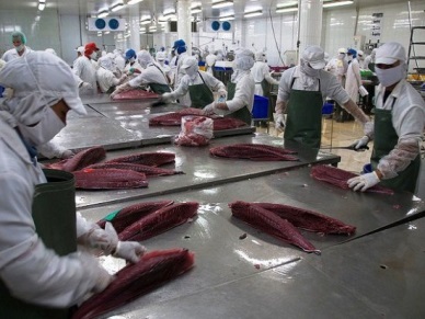 Up 22% in frozen tuna sales to EU 