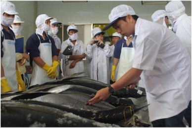 Vietnam first tuna batch auctioned in Japan 