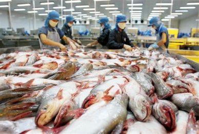 Nov 2016 Soar in Vietnam’s pangasius sales to Singapore 