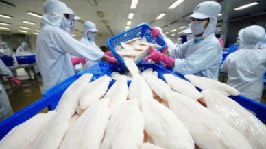 Pangasius exports in July continued to drop