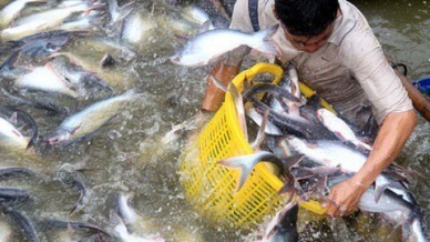 Pangasius exports to Germany rose