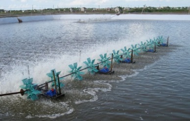 Potential for shrimp supply of Vietnam Opportunities and challenges