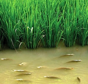 Vinh Long fish farming in 18% of the area of rice fields