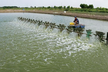 Ca Mau Industrial shrimp farming area increased