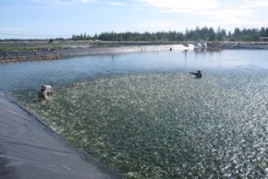 2014 Ca Mau to develop more industrial shrimp farming areas