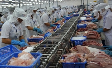Up in Vietnam pangasius exports