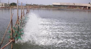 Can Tho Seafood processing is a cutting-edge sector