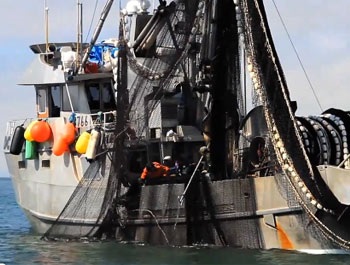 Canada Seafood exports grew in 2013