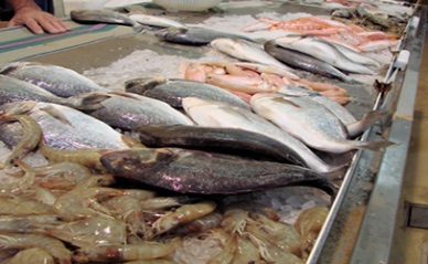 Canada Seafood exports reach biggest yearly increase in three years