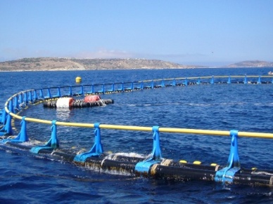 Japan tries to ban new or expanded bluefin tuna ranches