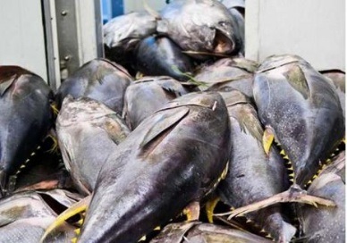 Vietnams tuna exports the positive signs