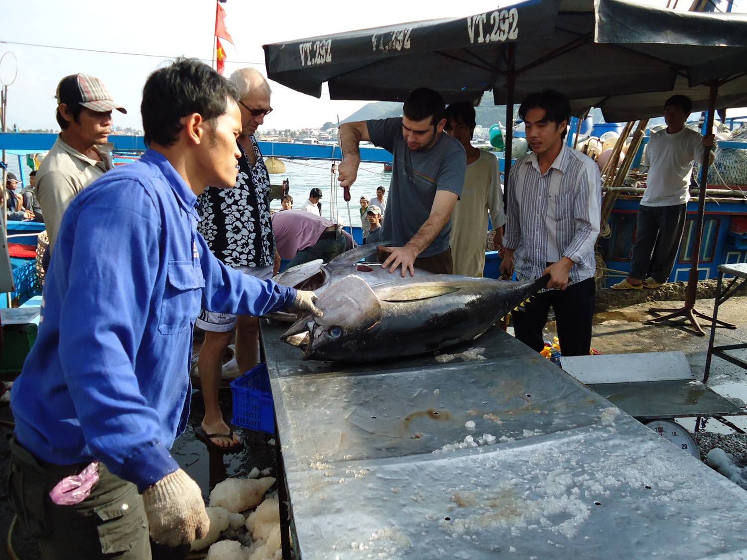 Tuna catching and exporting sustainably